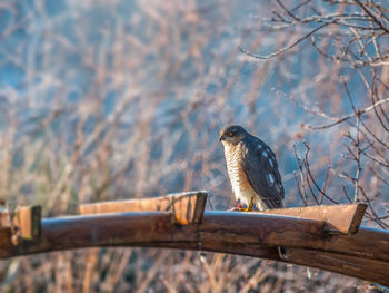 Close-up of bird perching on wood