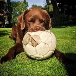 Brown dog with soccer ball on grassy field