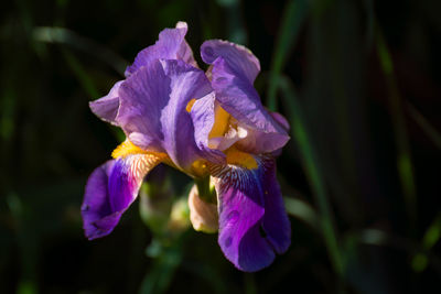 Close-up of purple iris blooming outdoors