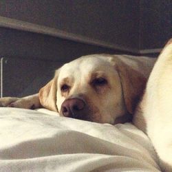 Close-up of a dog sleeping