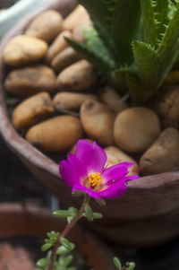 Close-up of pink flowers