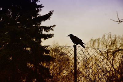 Silhouette bird perching on wooden post against sky