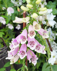 Close-up of pink flowers hanging on plant