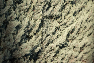 Full frame shot of tree