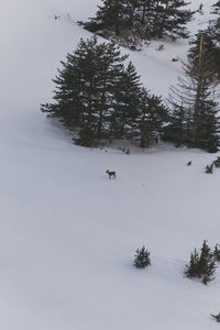 snow
