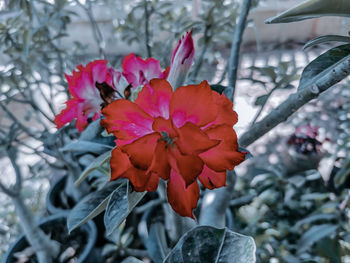 Close-up of red flowering plant