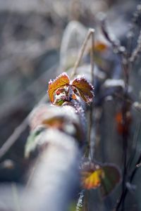 Close-up of dry leaves on plant