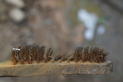 Close-up of rusty metal on wood