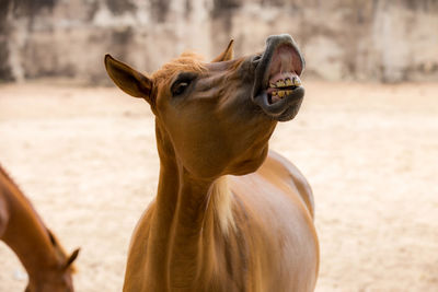 Close-up of a horse