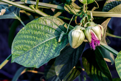 Close-up of purple flower growing on plant