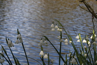 Plants growing by lake