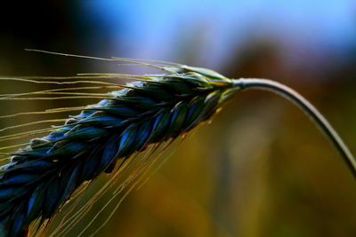 Close-up of fresh green plant