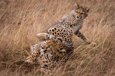 Cheetahs fighting on grassy field in forest