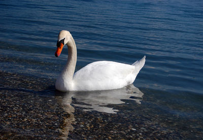 Close-up of swan swimming in lake