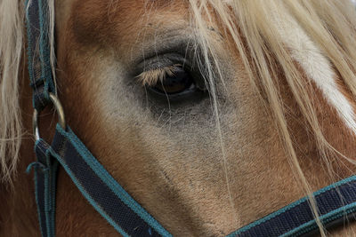 Close-up of horse eye
