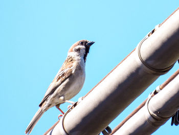 Low angle view of bird perching on the sky