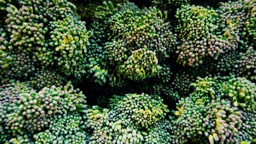 Full frame shot of broccoli at market