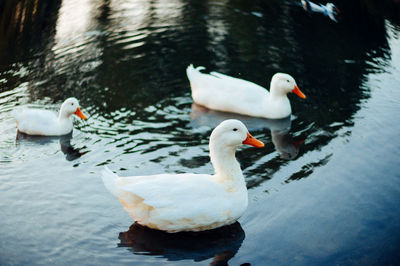 Swans swimming in lake