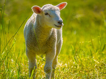 Sheep standing in a field