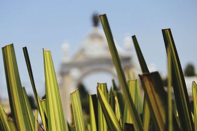 Low angle view of plants against sky