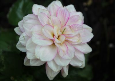 Close-up of pink flower blooming outdoors