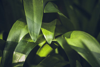 Close-up of plant