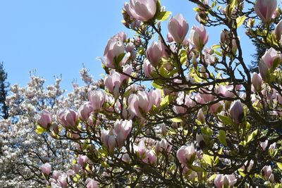 Close-up of pink flowers