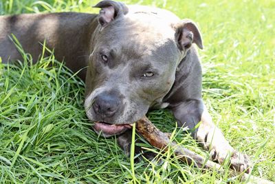 Close-up of a dog on field