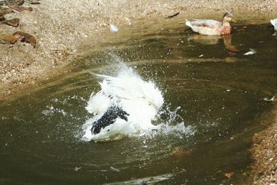 Swan swimming in lake