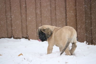 Dog on field during winter