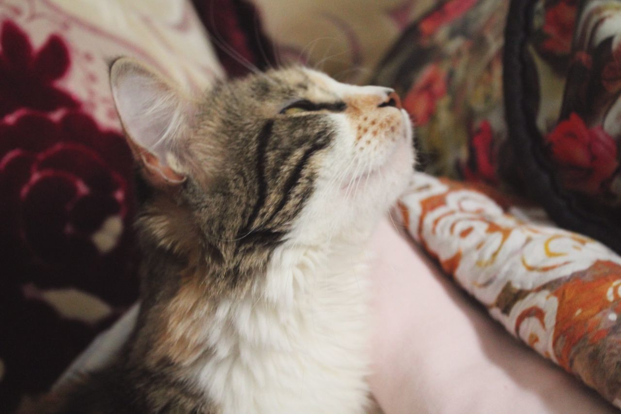 one animal, pets, animal themes, domestic animals, domestic cat, indoors, feline, cat, close-up, relaxation, resting, mammal, selective focus, focus on foreground, whisker, laziness, no people