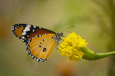Close-up of butterfly pollinating on yellow flower