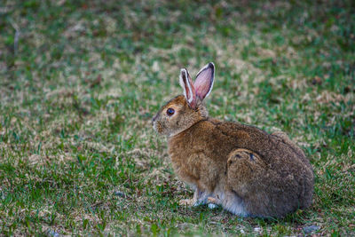 Close-up of rabbit on field