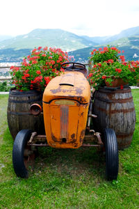 Plants growing on field