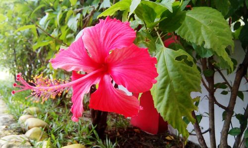 Close-up of wet pink flowers blooming outdoors