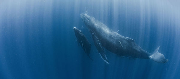 Mother and calf