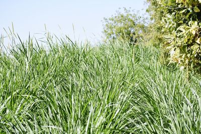 Close-up of grass on field against clear sky