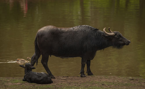 Side view of buffalo standing in lake