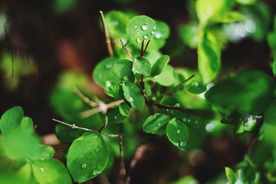 Close-up of plant