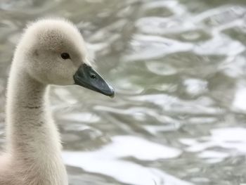 Close-up of swan swimming on lake