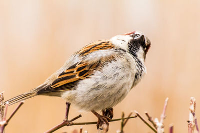 Close-up of bird perching on twig