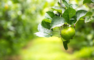 Close-up of fruit growing on tree