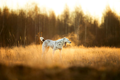 Horse in a field