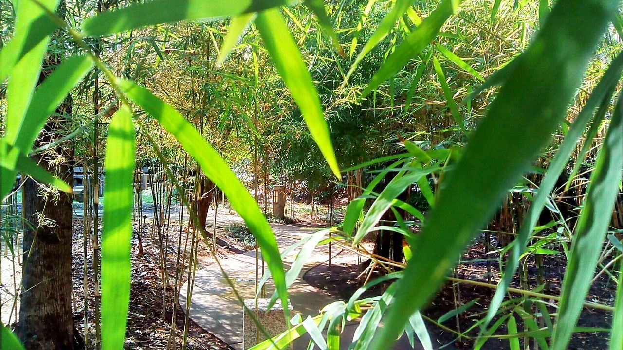 GREEN PLANTS GROWING ON TREE AT RIVERBANK