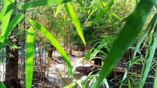 Green plants growing on tree