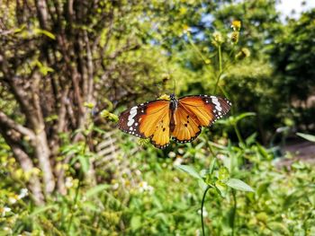 Close-up of butterfly pollinating on flower