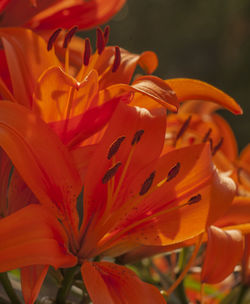 Close-up of orange day lily blooming outdoors