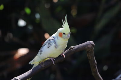 Closeup of small yellow cockatiel perched on a branch