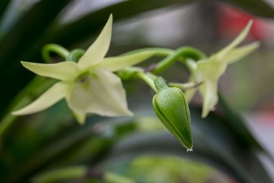 Close-up of green plant