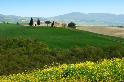 Scenic view of field against sky